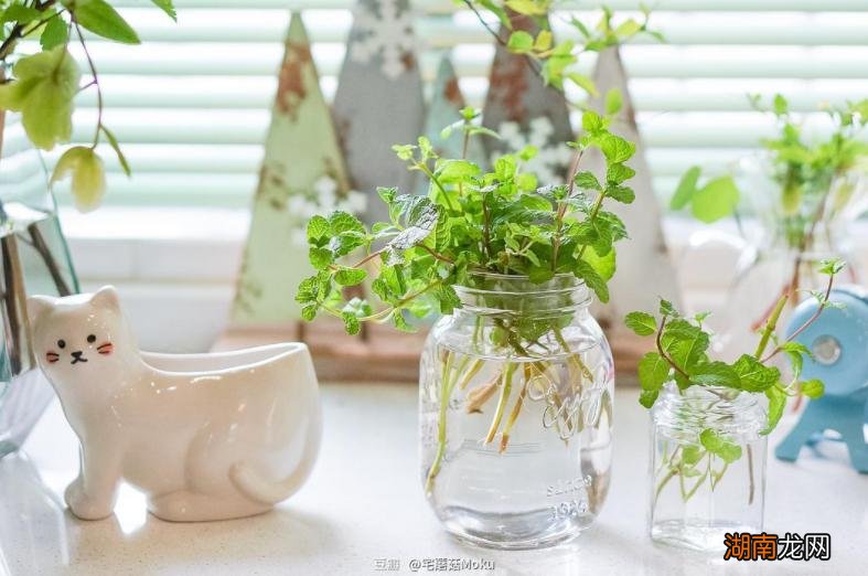 真正适合水培又好养活的5种植物 水培植物有哪些