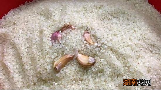 预防米生虫子处理小妙招 防止米生虫的最有效方法