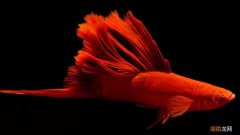 孔雀鱼投喂可以的食物有哪些 孔雀鱼吃什么饲料最好