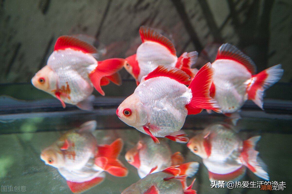 家里养的小金鱼多久换一次水 小金鱼几天换一次水