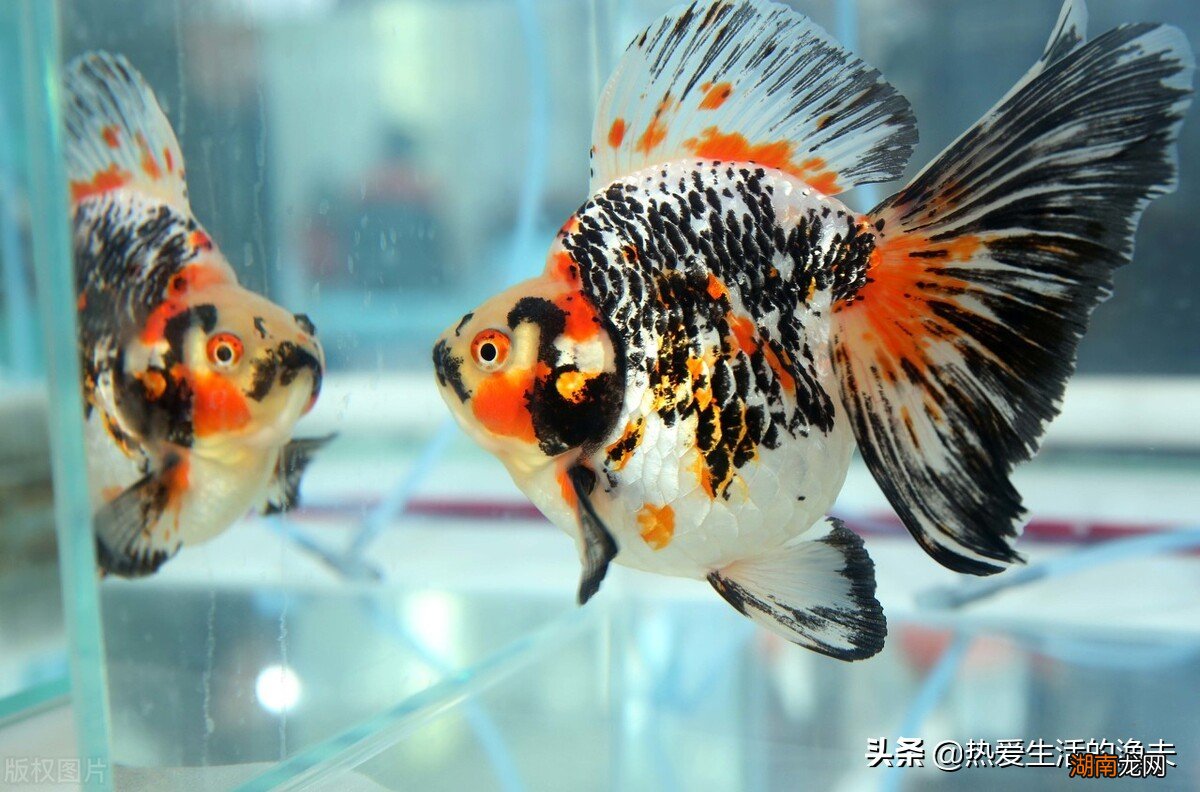家里养的小金鱼多久换一次水 小金鱼几天换一次水