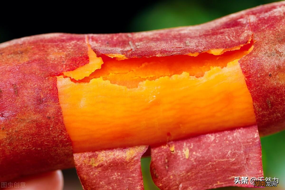 蒸红薯有技巧会更香甜 蒸红薯蒸多长时间能熟透