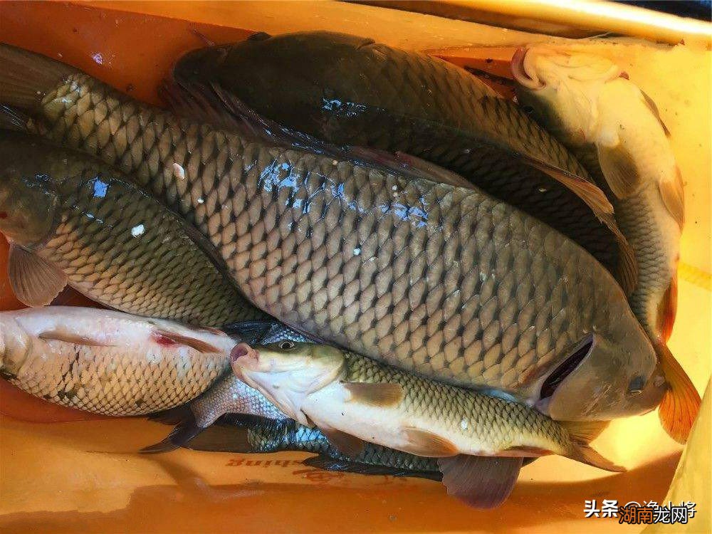 玩黑坑和玩野钓有什么区别 什么叫野钓什么叫黑坑