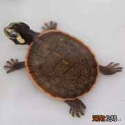 龟到底能不能记住自己的主人 乌龟有记忆和感情吗