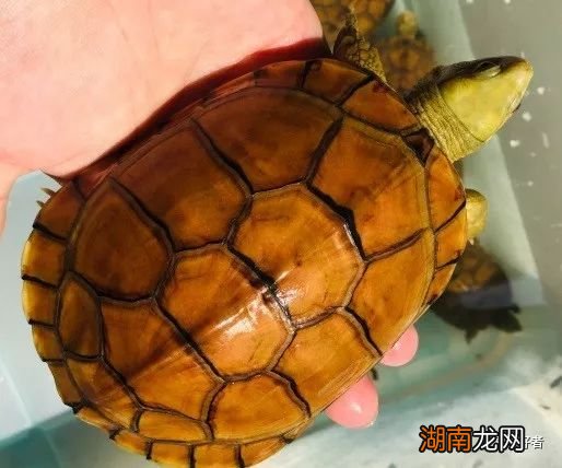 龟到底能不能记住自己的主人 乌龟有记忆和感情吗