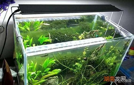 鱼缸每天光照多长时间合适 生态鱼缸开灯最佳时间