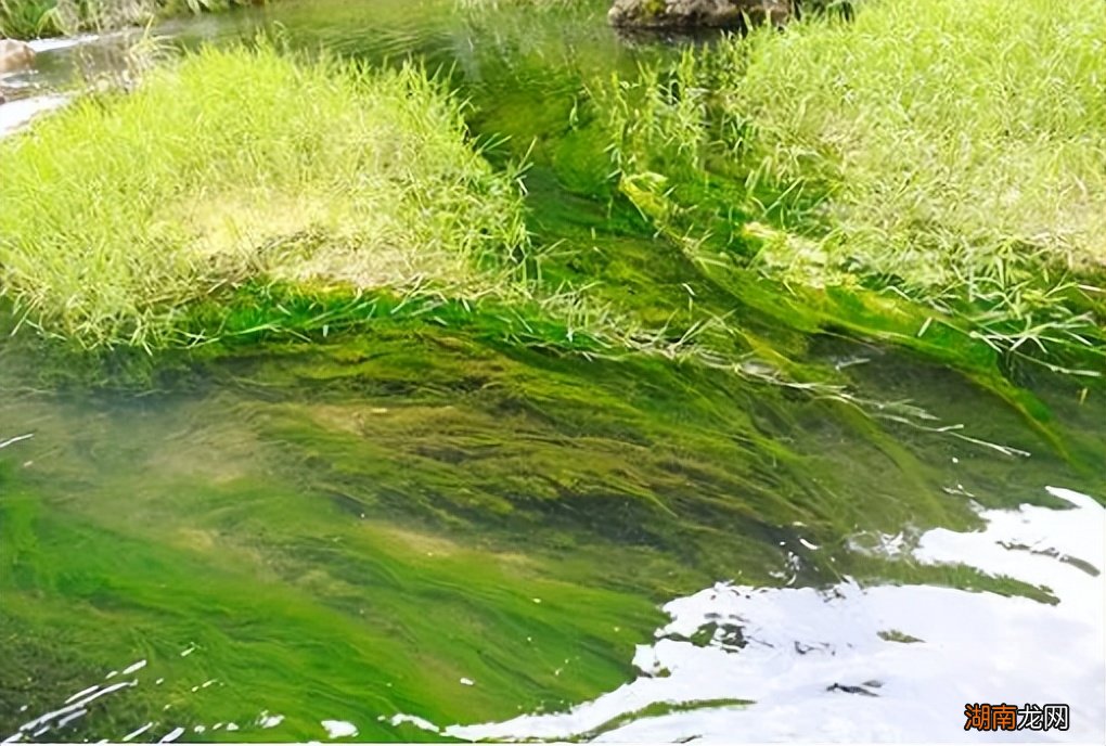 水里的青苔食用时营养价值高吗 水里的青苔能吃吗