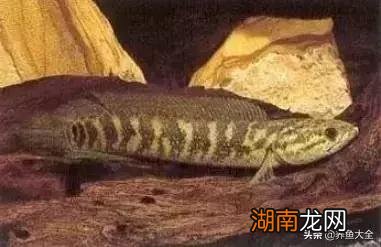 不同品种的雷龙鱼一般都能长多大 雷龙鱼能长多大