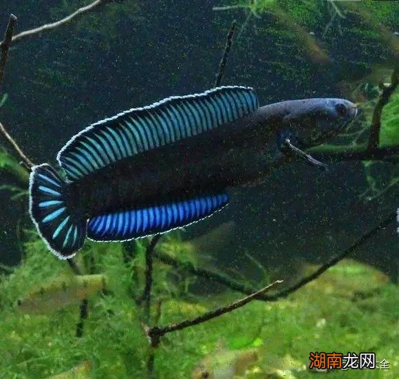 不同品种的雷龙鱼一般都能长多大 雷龙鱼能长多大