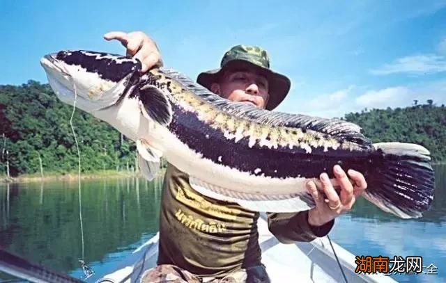 不同品种的雷龙鱼一般都能长多大 雷龙鱼能长多大