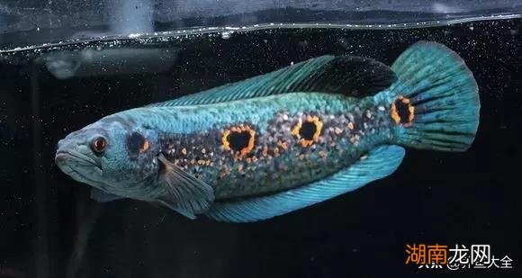 不同品种的雷龙鱼一般都能长多大 雷龙鱼能长多大