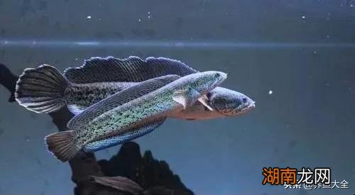 不同品种的雷龙鱼一般都能长多大 雷龙鱼能长多大