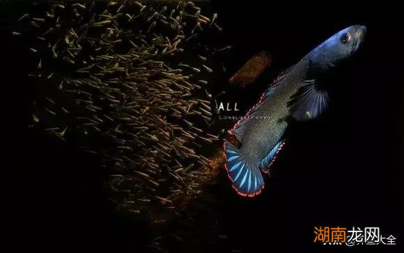 不同品种的雷龙鱼一般都能长多大 雷龙鱼能长多大