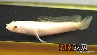 不同品种的雷龙鱼一般都能长多大 雷龙鱼能长多大