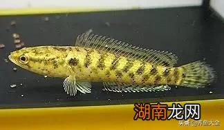 不同品种的雷龙鱼一般都能长多大 雷龙鱼能长多大