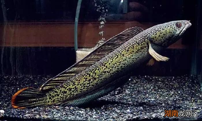 不同品种的雷龙鱼一般都能长多大 雷龙鱼能长多大