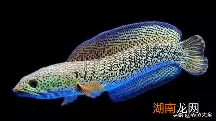 不同品种的雷龙鱼一般都能长多大 雷龙鱼能长多大