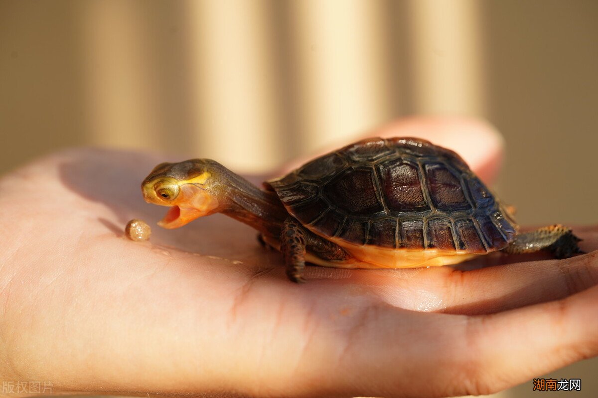 为什么乌龟会咬人紧咬不松口怎么办 乌龟会咬人吗