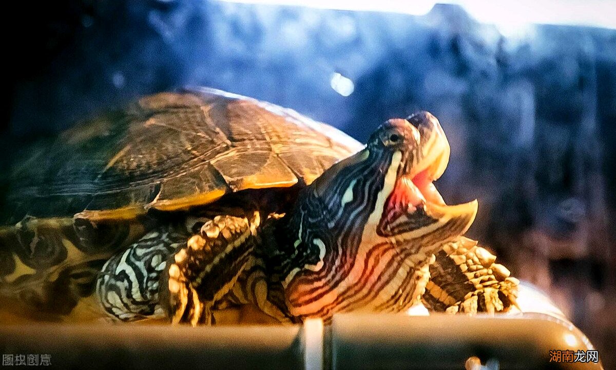 为什么乌龟会咬人紧咬不松口怎么办 乌龟会咬人吗