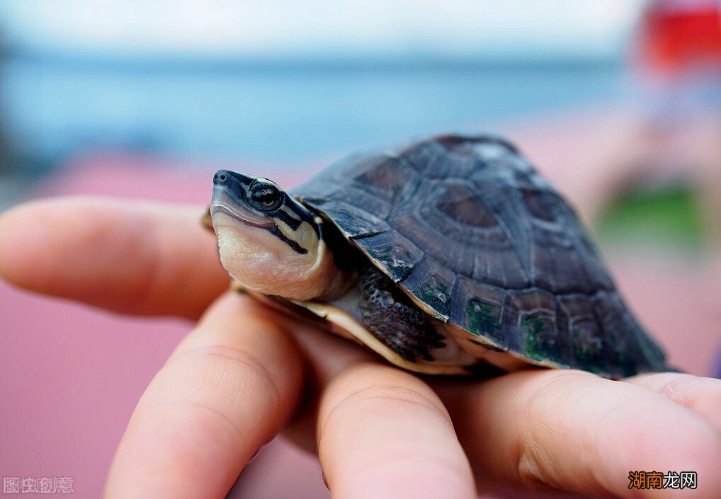 为什么乌龟会咬人紧咬不松口怎么办 乌龟会咬人吗