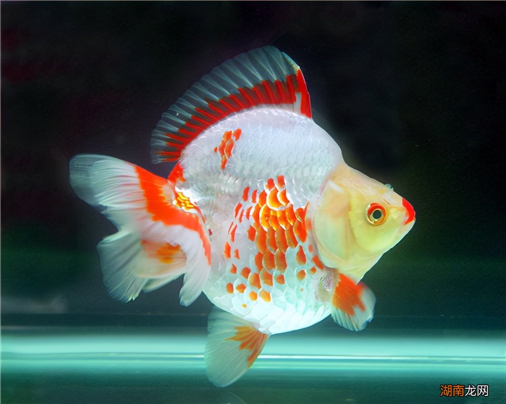 有哪些适合新手饲养的观赏鱼 好养的观赏鱼有哪些品种