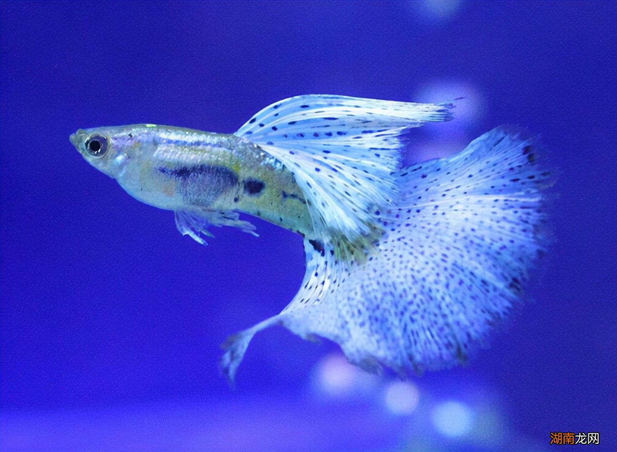 有哪些适合新手饲养的观赏鱼 好养的观赏鱼有哪些品种