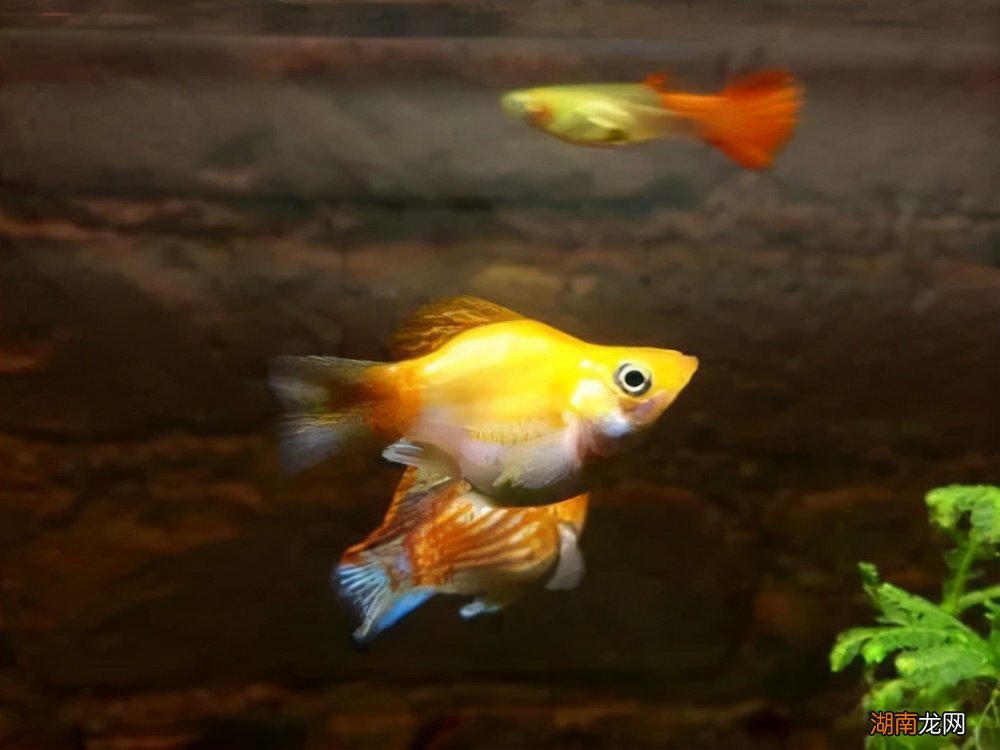 有哪些适合新手饲养的观赏鱼 好养的观赏鱼有哪些品种
