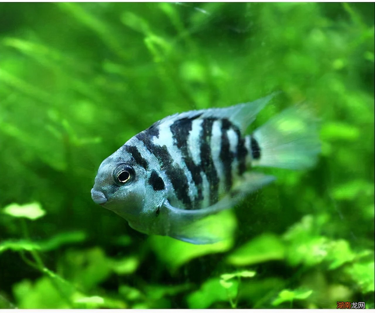 有哪些适合新手饲养的观赏鱼 好养的观赏鱼有哪些品种