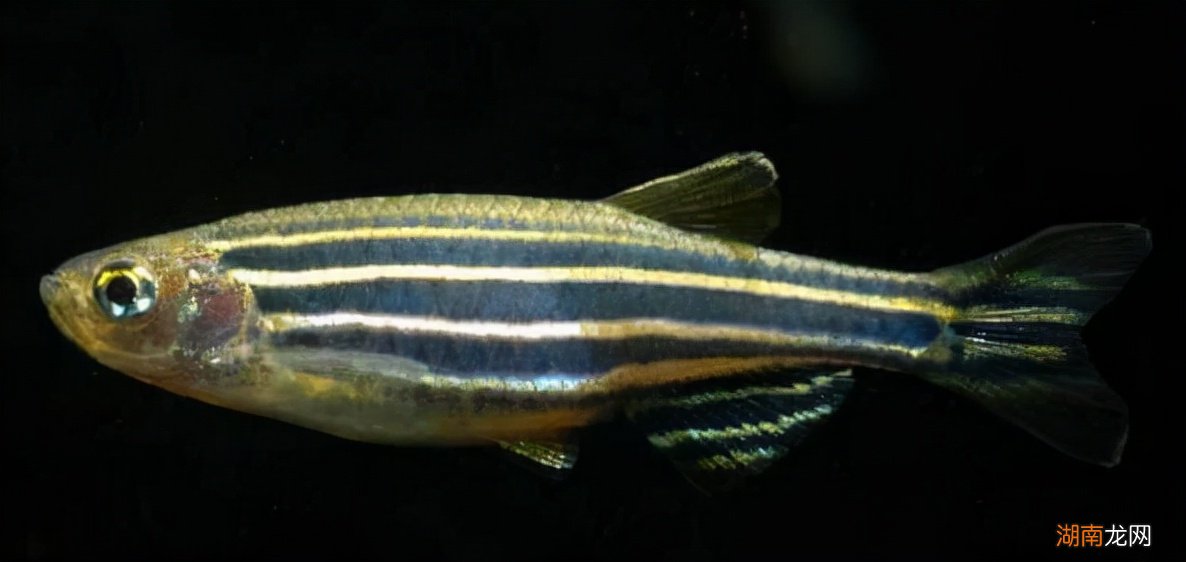 有哪些适合新手饲养的观赏鱼 好养的观赏鱼有哪些品种