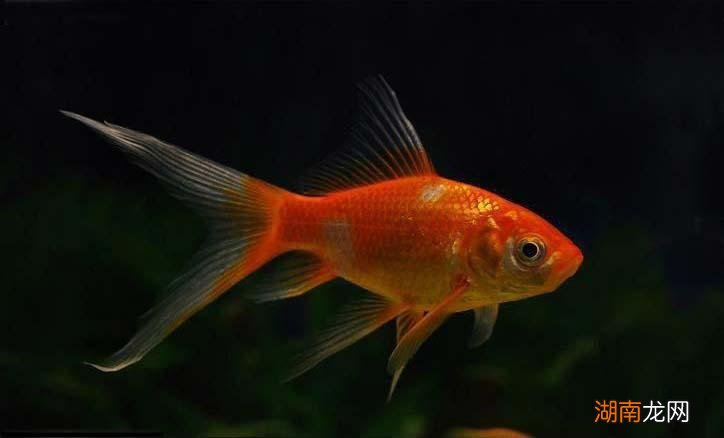有哪些适合新手饲养的观赏鱼 好养的观赏鱼有哪些品种
