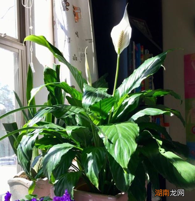 家里小飞虫消灭的3个妙招 小黑飞根除绝招用什么东西