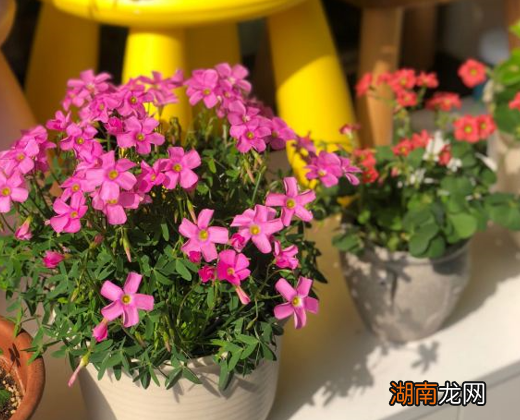 家里小飞虫消灭的3个妙招 小黑飞根除绝招用什么东西