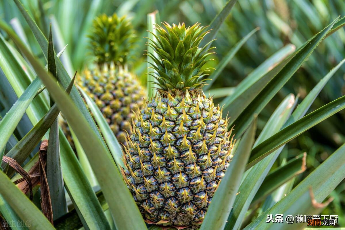 买凤梨时选购的6字口诀 凤梨怎么挑选好吃又甜