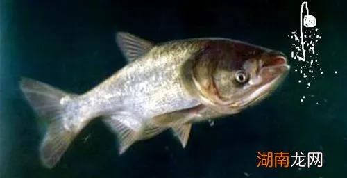钓鲢鳙有口不中鱼的原因 钓鲢鳙有口打不到鱼怎么回事
