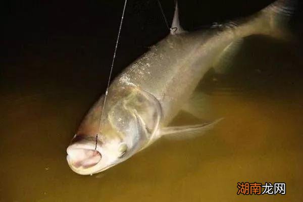 钓鲢鳙有口不中鱼的原因 钓鲢鳙有口打不到鱼怎么回事