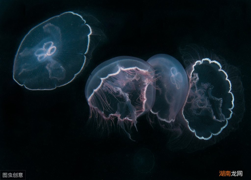 人工饲养水母的方法和注意事项 家养水母吃什么食物