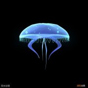 人工饲养水母的方法和注意事项 家养水母吃什么食物