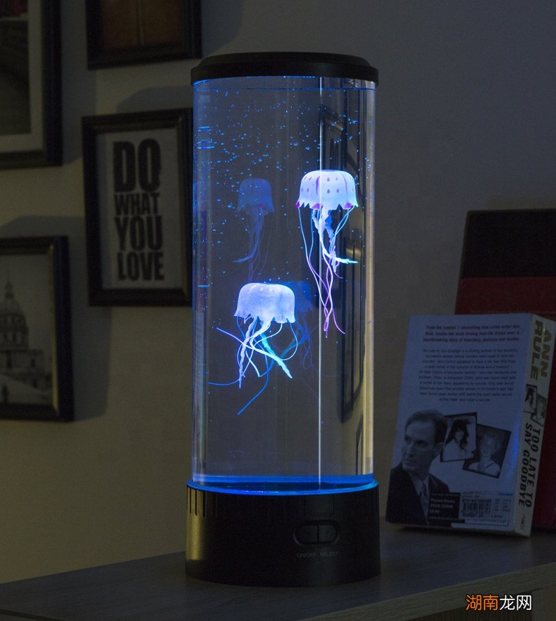 人工饲养水母的方法和注意事项 家养水母吃什么食物