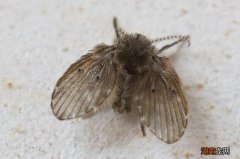 洗手间里小飞虫如何处理干净 卫生间里的小飞虫怎样处理