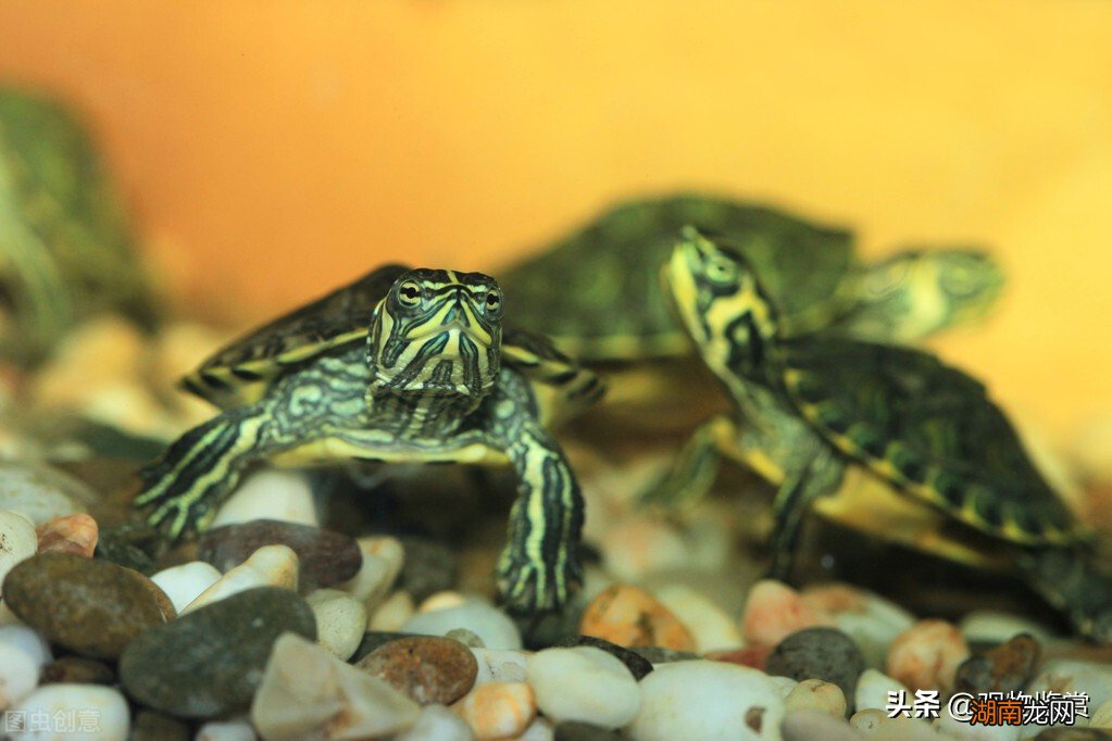 乌龟的外形特点以及生活特征 乌龟的特点以及象征意义