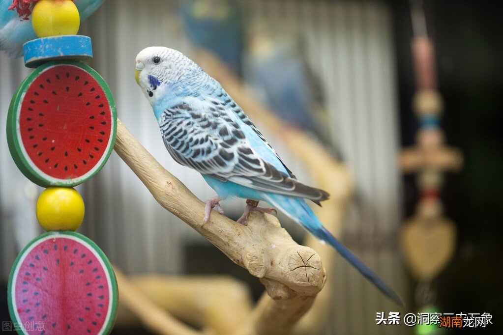 养殖小鹦鹉的技巧和注意事项 小鹦鹉怎么喂养方法