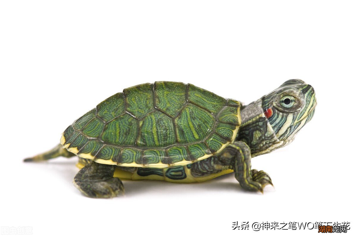 两者之间最明显的区别是什么呢 乌龟和王八一样吗