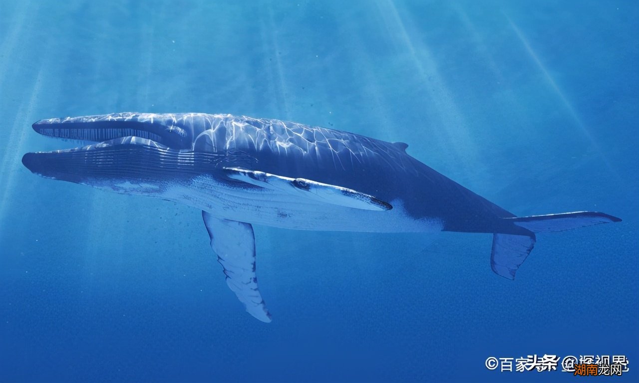 史前恐龙真的已经完全灭绝了吗 恐龙灭绝距今多少年