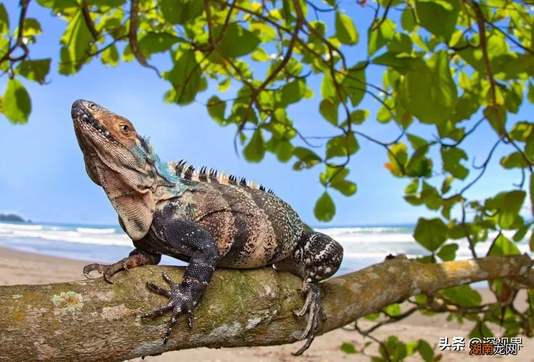 史前恐龙真的已经完全灭绝了吗 恐龙灭绝距今多少年