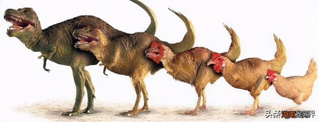 史前恐龙真的已经完全灭绝了吗 恐龙灭绝距今多少年
