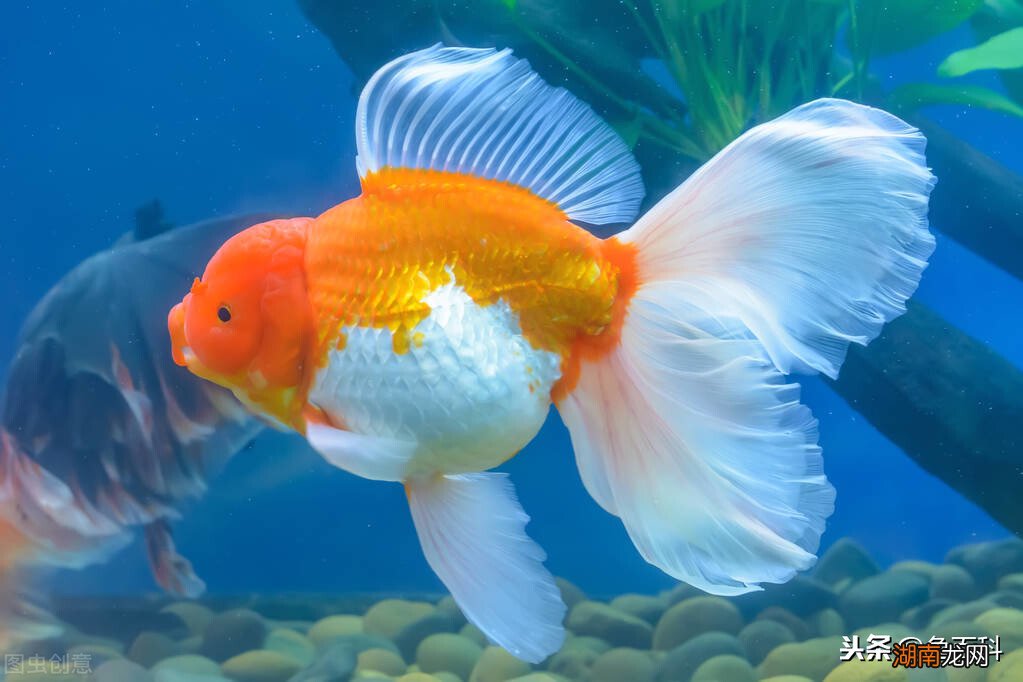 养金鱼如何换水换什么水 金鱼多久换一次水比较好