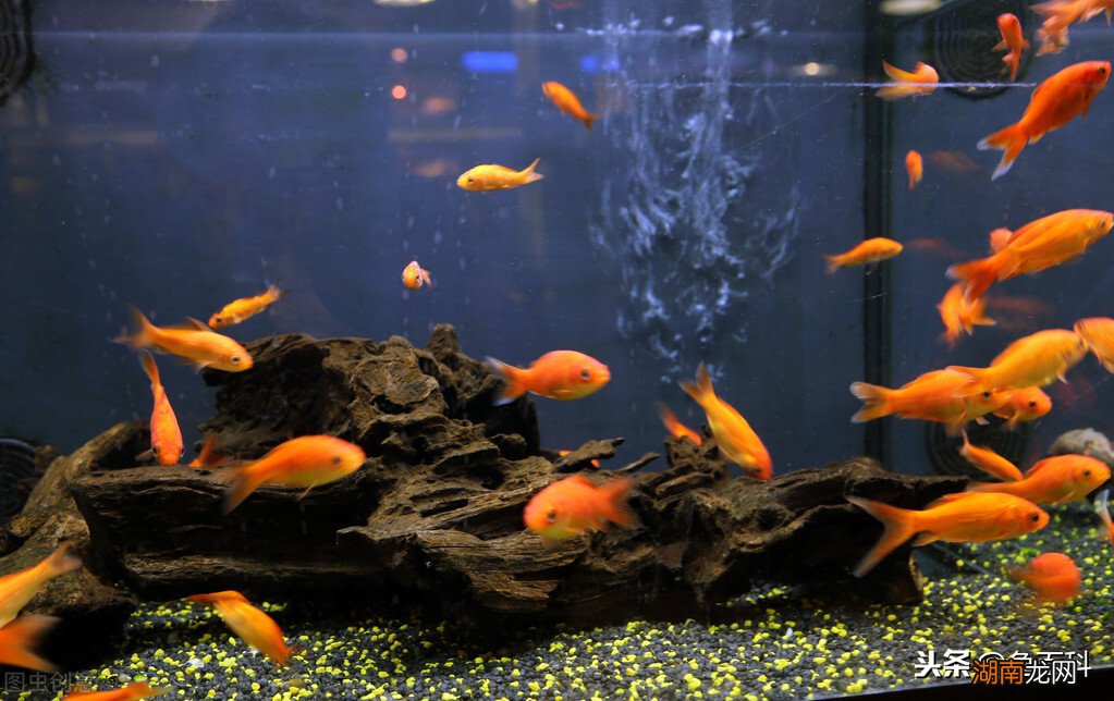 养金鱼如何换水换什么水 金鱼多久换一次水比较好