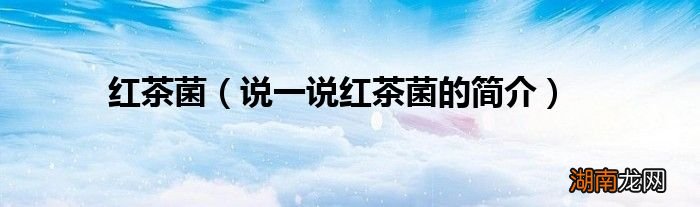 说一说红茶菌的简介 红茶菌
