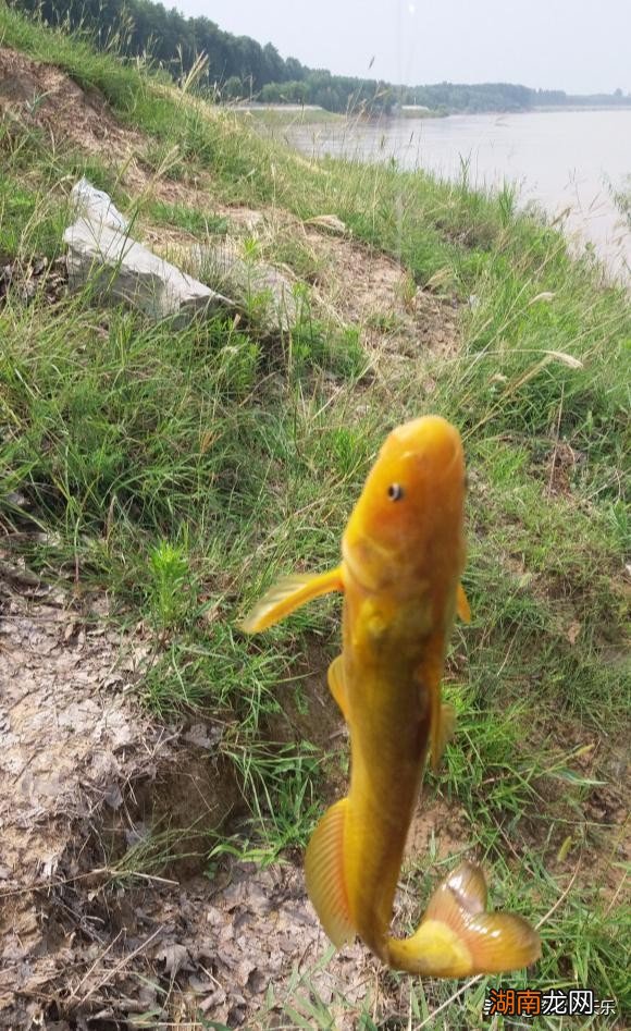 钓黄辣丁的好时机是几月份 钓黄辣丁最佳时间是什么时候