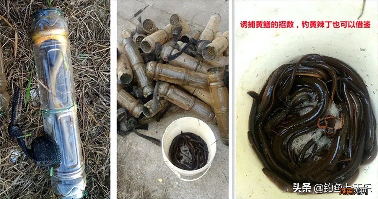 钓黄辣丁的好时机是几月份 钓黄辣丁最佳时间是什么时候